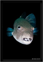 porcupine fish 