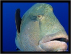 napoleon lip fish