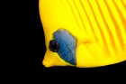 blue-cheeked butterflyfish