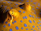 bluespotted ribbontail ray 