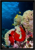 red sea anemone fish