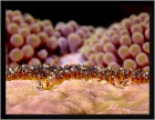 eggs anemonefish