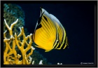 Blacktail butterflyfish