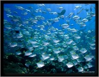shoaling and schooling