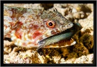 lizard fish with prey