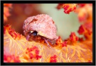 hermit crab on soft coral