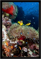red sea anemone fish