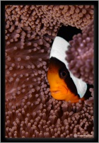 clarks anemonefish
